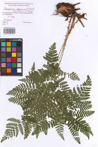 Dryopteris expansa (C. Presl) Fraser-Jenk. & Jermy, Eastern Europe, North-Western region (E2) (Russia)