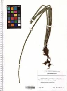 Equisetum hyemale L., Eastern Europe, Middle Volga region (E8) (Russia)