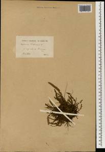 Asplenium trichomanes L., South Asia, South Asia (Asia outside ex-Soviet states and Mongolia) (ASIA) (Iran)