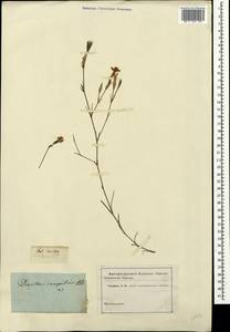 Dianthus campestris M. Bieb., Crimea (KRYM) (Russia)