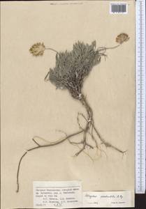 Astragalus pseudonobilis Popov, Middle Asia, Western Tian Shan & Karatau (M3) (Tajikistan)