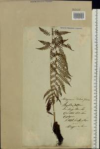 Athyrium filix-femina (L.) Roth, Eastern Europe, Lithuania (E2a) (Lithuania)