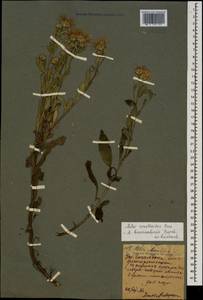 Aster amellus subsp. bessarabicus (Bernh. ex Rchb.) Soó, Caucasus, North Ossetia, Ingushetia & Chechnya (K1c) (Russia)