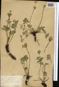 Anemonastrum protractum (Ulbr.) Holub, Middle Asia, Northern & Central Tian Shan (M4) (Kazakhstan)