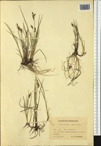 Carex livida (Wahlenb.) Willd., Western Europe (EUR) (Finland)