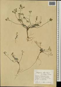 Odontarrhena obovata C. A. Mey., Mongolia (MONG) (Mongolia)