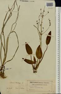 Alisma plantago-aquatica L., Eastern Europe, Central region (E4) (Russia)