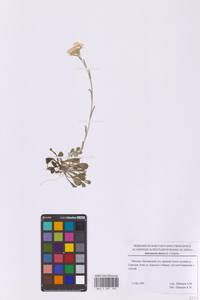 Antennaria dioica (L.) Gaertn., Eastern Europe, Moscow region (E4a) (Russia)