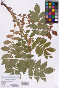 Agrimonia procera Wallr., Eastern Europe, Western region (E3) (Russia)