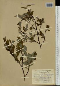 Salix phylicifolia L., Eastern Europe, Northern region (E1) (Russia)