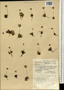 Androsace bungeana Schischk. & Bobrov, Mongolia (MONG) (Mongolia)