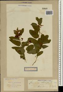 Lonicera chrysantha Turcz., South Asia, South Asia (Asia outside ex-Soviet states and Mongolia) (ASIA) (Uzbekistan)