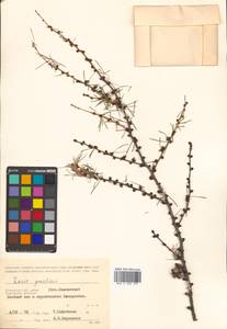 Larix gmelinii var. gmelinii, Siberia, Chukotka & Kamchatka (S7) (Russia)