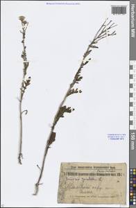 Jacobaea vulgaris subsp. vulgaris, Middle Asia, Northern & Central Kazakhstan (M10) (Kazakhstan)