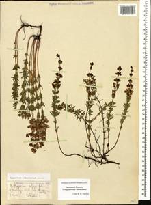 Hypericum linarioides, Caucasus, Stavropol Krai, Karachay-Cherkessia & Kabardino-Balkaria (K1b) (Russia)