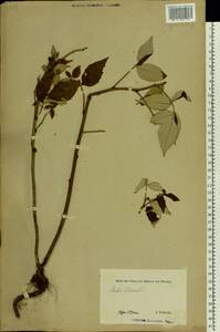 Rubus idaeus L., Eastern Europe, Estonia (E2c) (Estonia)