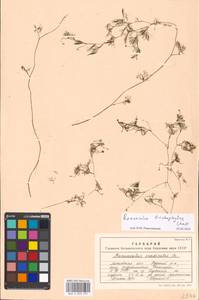 Ranunculus trichophyllus Chaix, Eastern Europe, Moscow region (E4a) (Russia)