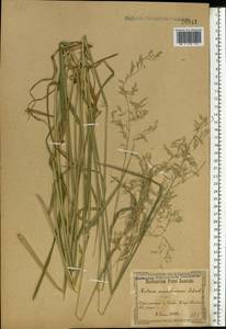 Festuca arundinacea Schreb. , nom. cons., Eastern Europe, North Ukrainian region (E11) (Ukraine)