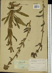 Campanula cervicaria L., Eastern Europe, Central forest region (E5) (Russia)