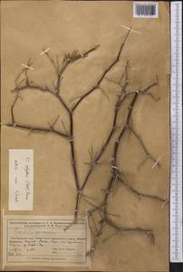 Calligonum aphyllum (Pall.) Gürke, Middle Asia, Muyunkumy, Balkhash & Betpak-Dala (M9) (Kazakhstan)