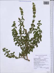 Stachys recta L., Western Europe (EUR) (Spain)