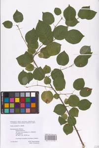 Prunus mahaleb L., Eastern Europe, Central forest-and-steppe region (E6) (Russia)