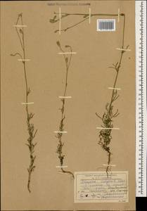 Crupina vulgaris (Pers.) Cass., Caucasus, Dagestan (K2) (Russia)