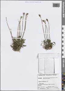 Oreomecon nudicaulis subsp. nudicaulis, Siberia, Central Siberia (S3) (Russia)