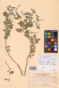 Atriplex sagittata Borkh., Eastern Europe, Moscow region (E4a) (Russia)