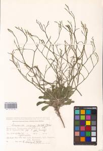 Limonium bellidifolium (Gouan) Dumort., Middle Asia, Caspian Ustyurt & Northern Aralia (M8) (Kazakhstan)