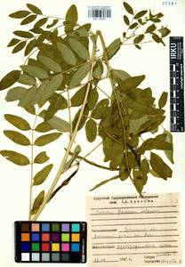 Sophora flavescens Aiton, Siberia, Baikal & Transbaikal region (S4) (Russia)