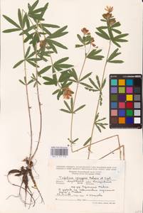 Trifolium lupinaster L., Eastern Europe, Middle Volga region (E8) (Russia)