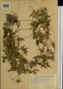 Clematis sibirica (L.) Mill., Siberia, Western (Kazakhstan) Altai Mountains (S2a) (Kazakhstan)