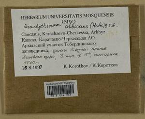 Brachythecium albicans (Hedw.) Schimp., Bryophytes, Bryophytes - North Caucasus & Ciscaucasia (B12) (Russia)