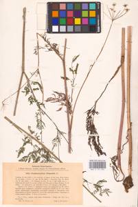 Chaerophyllum prescottii DC., Eastern Europe, Eastern region (E10) (Russia)