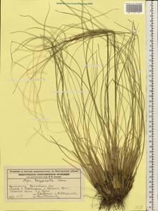 Stipa dasyphylla (Lindem.) Czern. ex Trautv., Eastern Europe, Volga-Kama region (E7) (Russia)