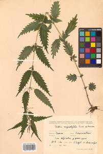 Urtica dioica var. holosericea Fr., Siberia, Russian Far East (S6) (Russia)