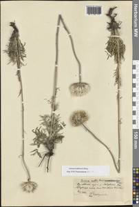 Jurinea ledebourii Bunge, Eastern Europe, Central forest-and-steppe region (E6) (Russia)