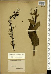 Verbascum salgirensis Soldano, Crimea (KRYM) (Russia)