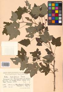 Ribes latifolium Jancz., Siberia, Russian Far East (S6) (Russia)