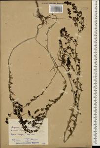 Galium humifusum M.Bieb., Caucasus, Dagestan (K2) (Russia)