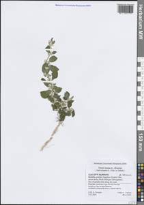 Ouret lanata (L.) Kuntze, South Asia, South Asia (Asia outside ex-Soviet states and Mongolia) (ASIA) (Yemen)