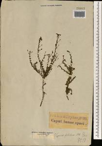 Jamesbrittenia foliolosa (Benth.) O.M. Hilliard, Africa (AFR) (South Africa)