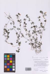 Ranunculus circinatus Sibth., Eastern Europe, Moscow region (E4a) (Russia)