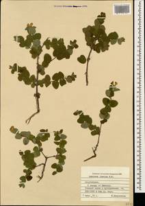 Lonicera iberica M. Bieb., Caucasus, Azerbaijan (K6) (Azerbaijan)