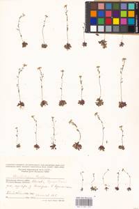 Arabidopsis thaliana (L.) Heynh., Eastern Europe, Moscow region (E4a) (Russia)