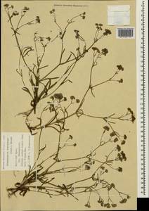 Valerianella lasiocarpa (Stev.) Betcke, Crimea (KRYM) (Russia)