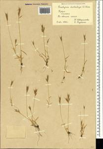 Brachypodium distachyon (L.) P.Beauv., Crimea (KRYM) (Russia)