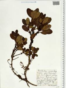 Rhododendron aureum Georgi, Siberia, Russian Far East (S6) (Russia)