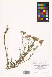 Achillea collina (Wirtg.) Becker ex Rchb., Eastern Europe, Central forest-and-steppe region (E6) (Russia)